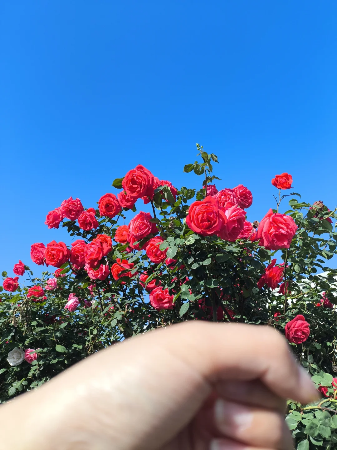 枝头娇艳绽朝霞，心底深藏月季花