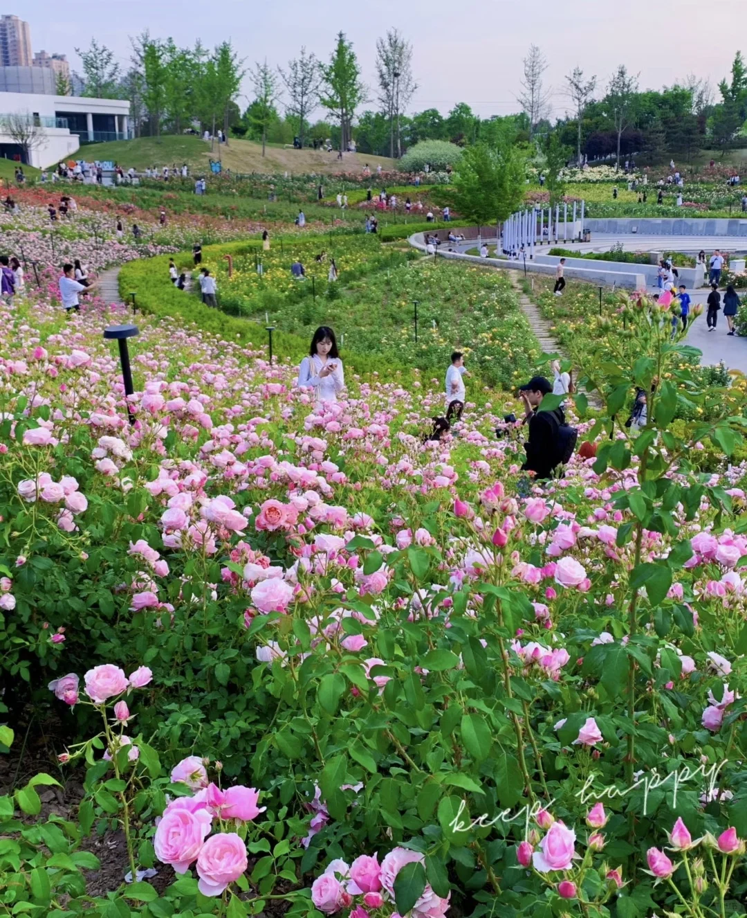 把画面写具体：月季花开得多热闹呀
