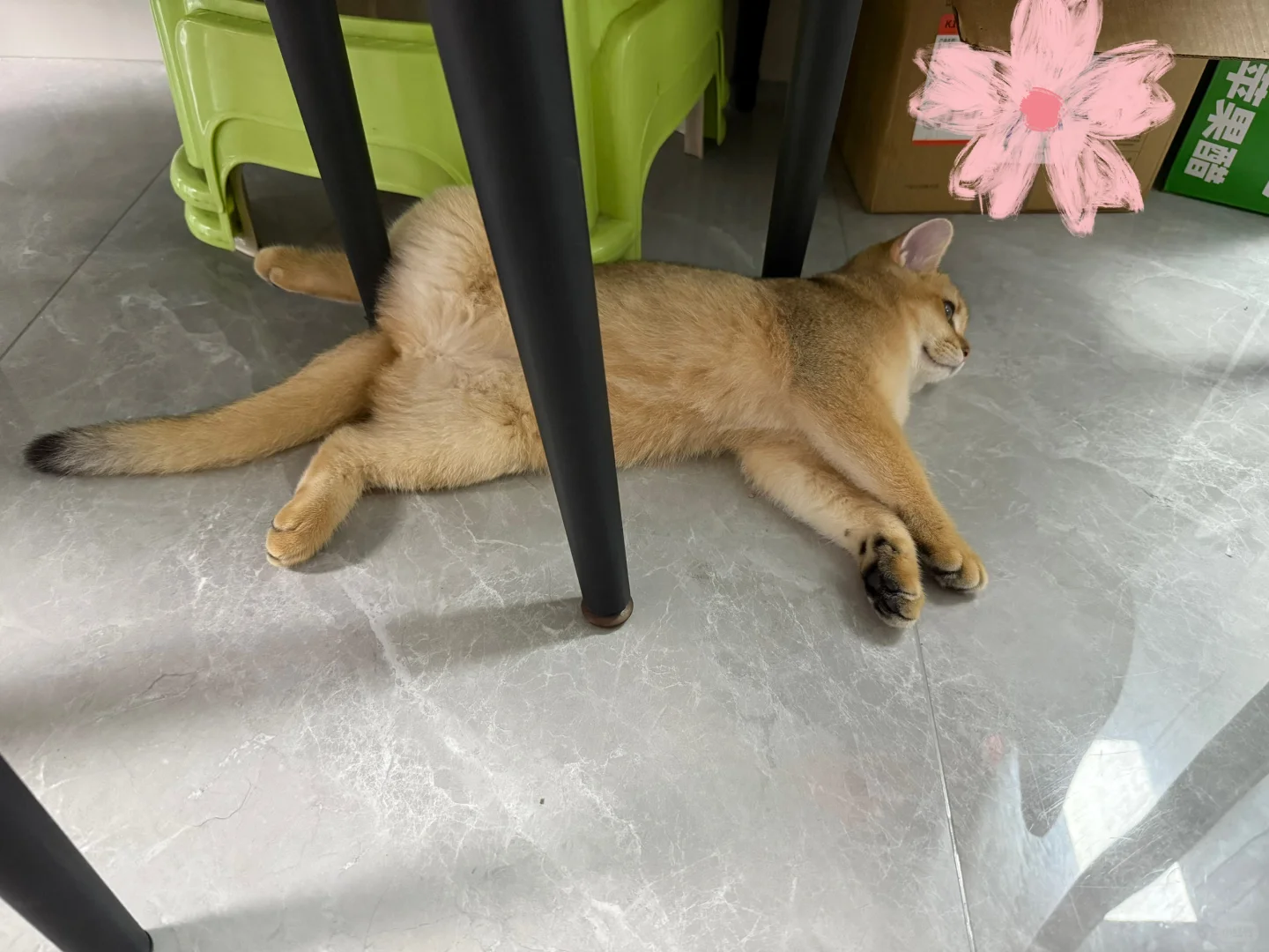 谁家好猫睡觉这么妖娆哦