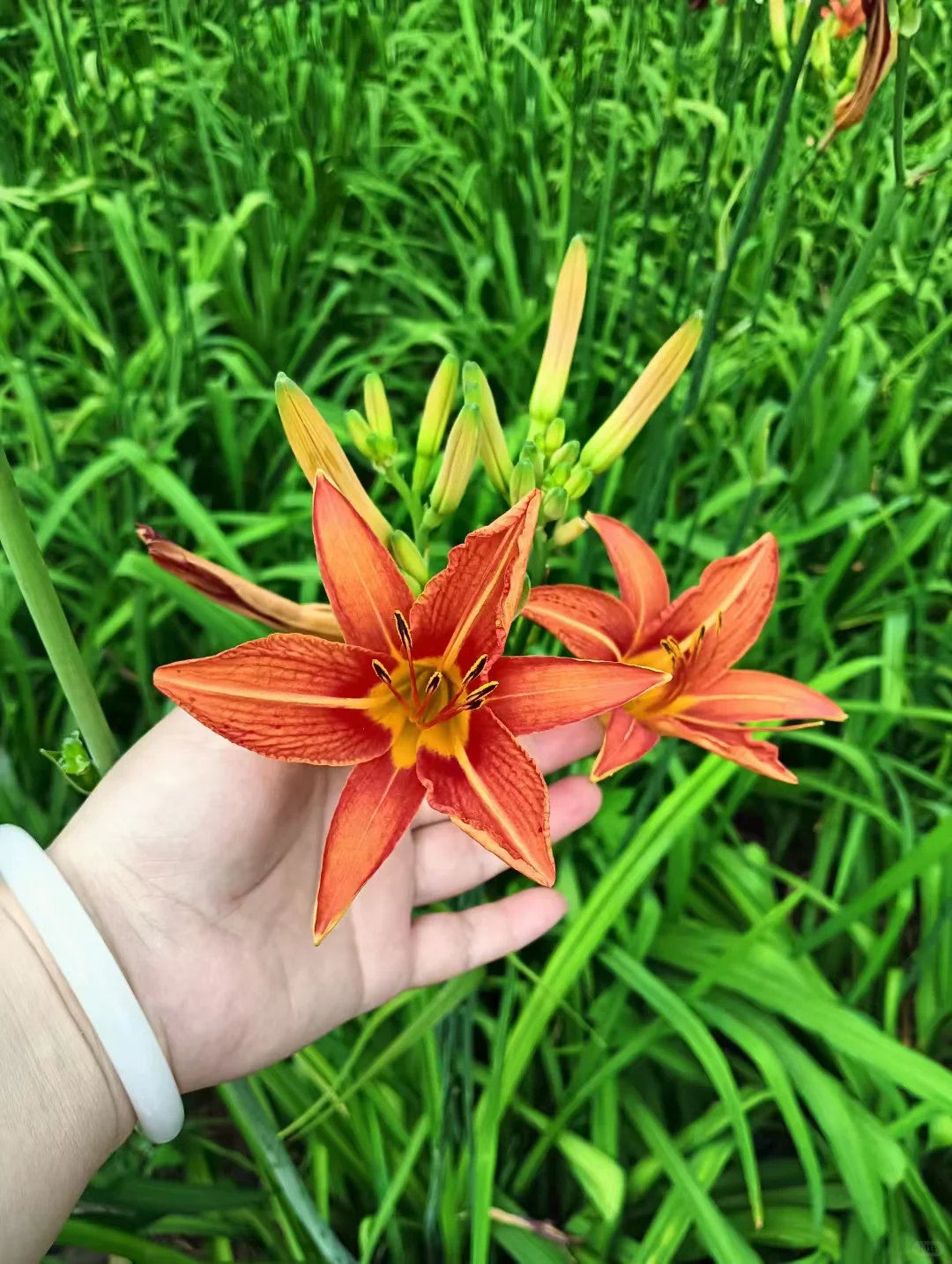 虽败犹荣😎，依然娇艳美丽，雍容华贵