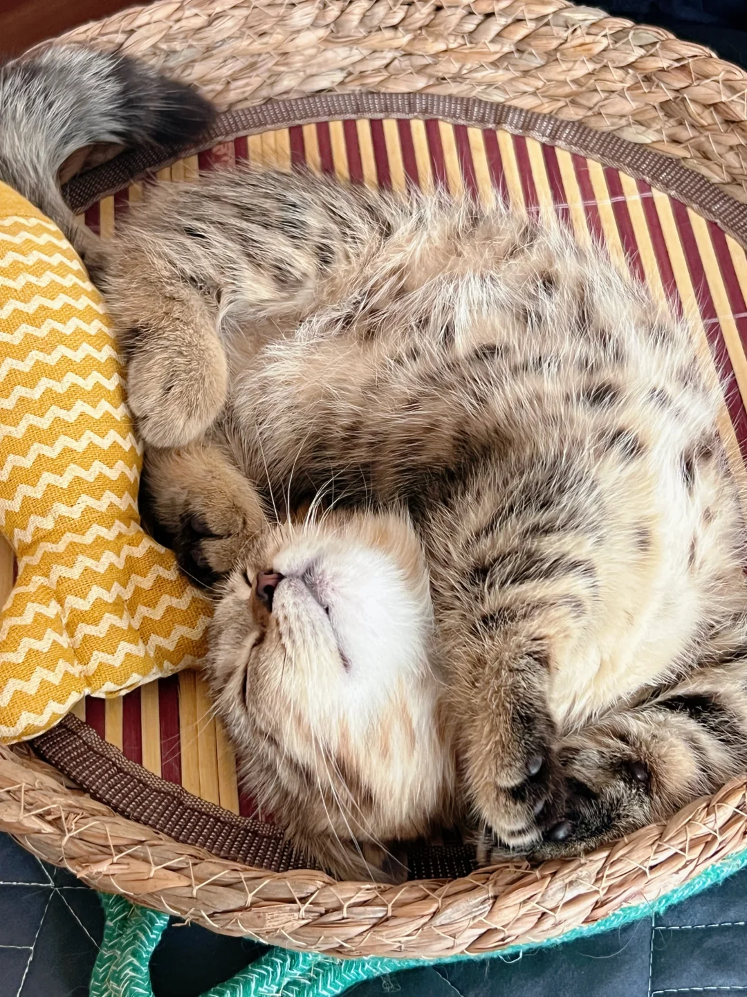 分享你家猫的妖娆睡姿