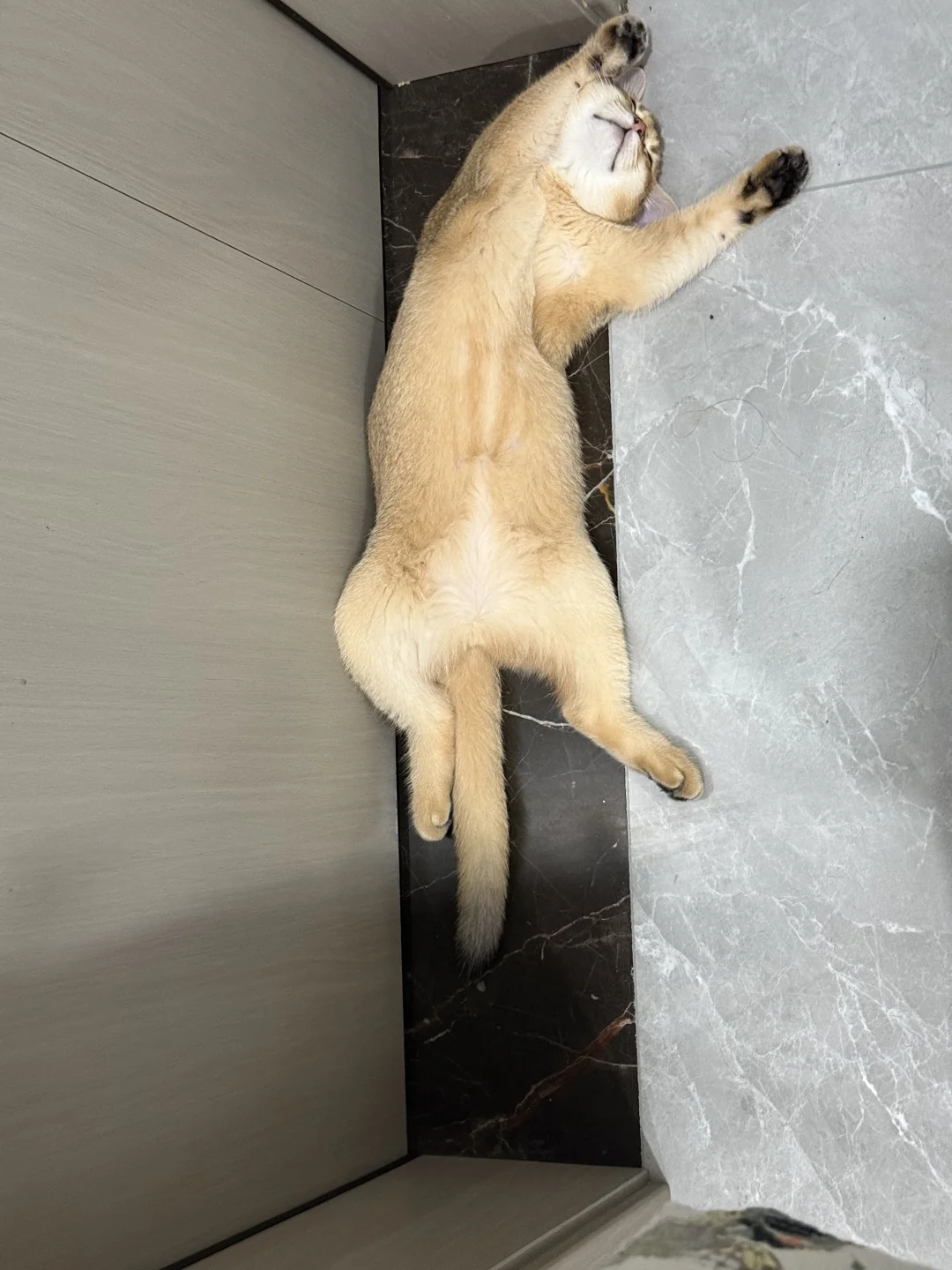 谁家好猫睡觉这么妖娆哦