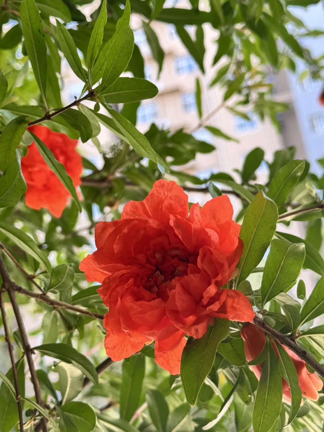 邂逅一抹热烈 | 石榴花之美