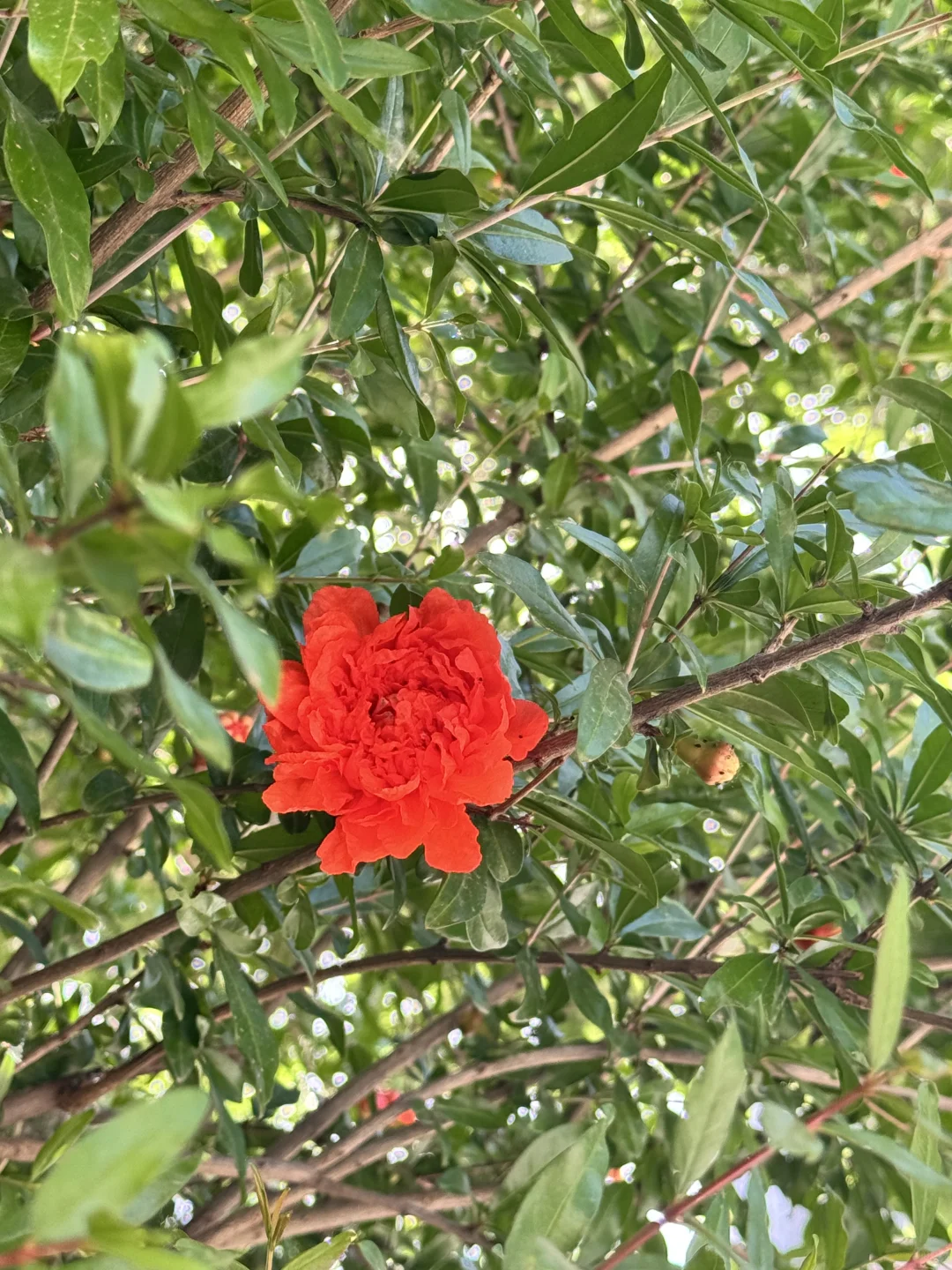邂逅一抹热烈 | 石榴花之美