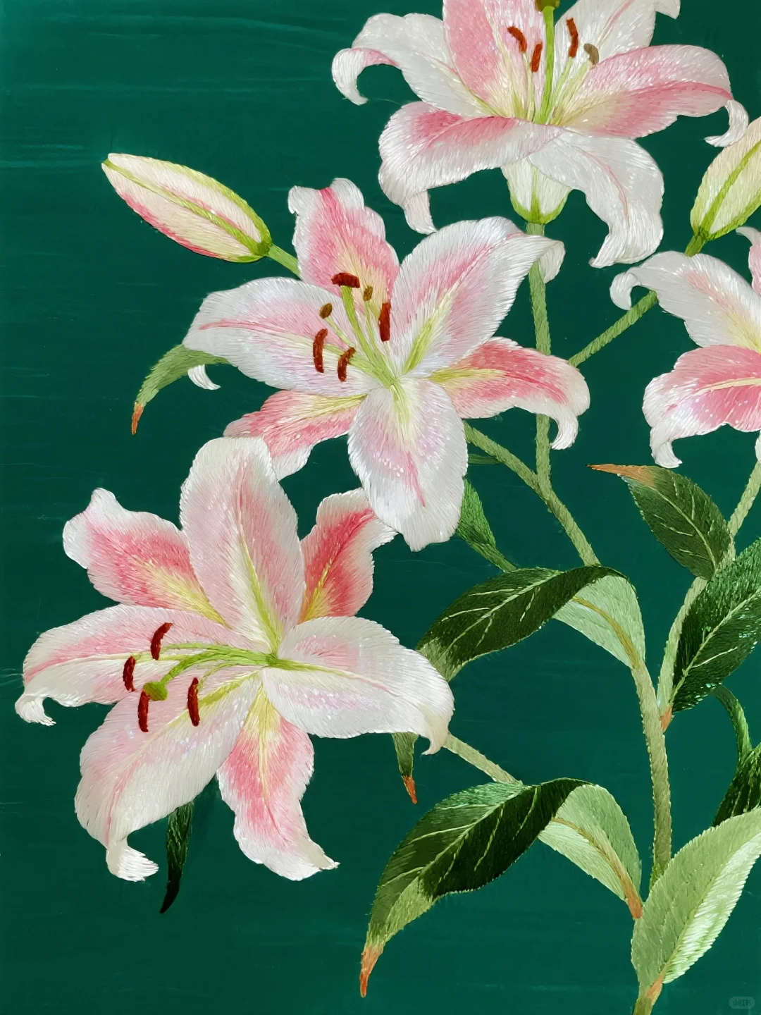 粉瓣含露，娇艳欲滴✨