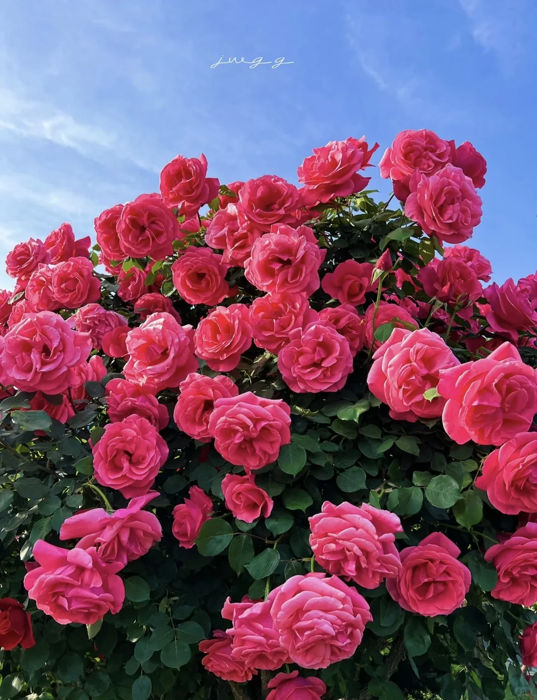 把画面写具体：月季花开得多热闹呀