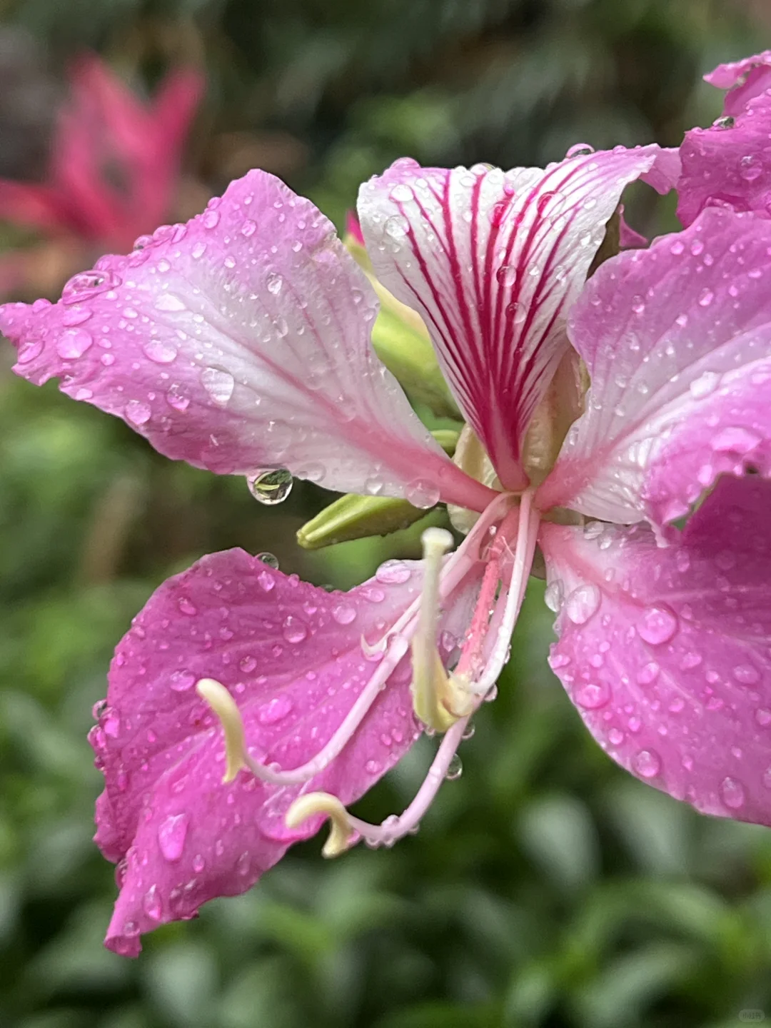 谁懂娇艳欲滴具像化🌹惊鸿一瞥美得我心颤😍
