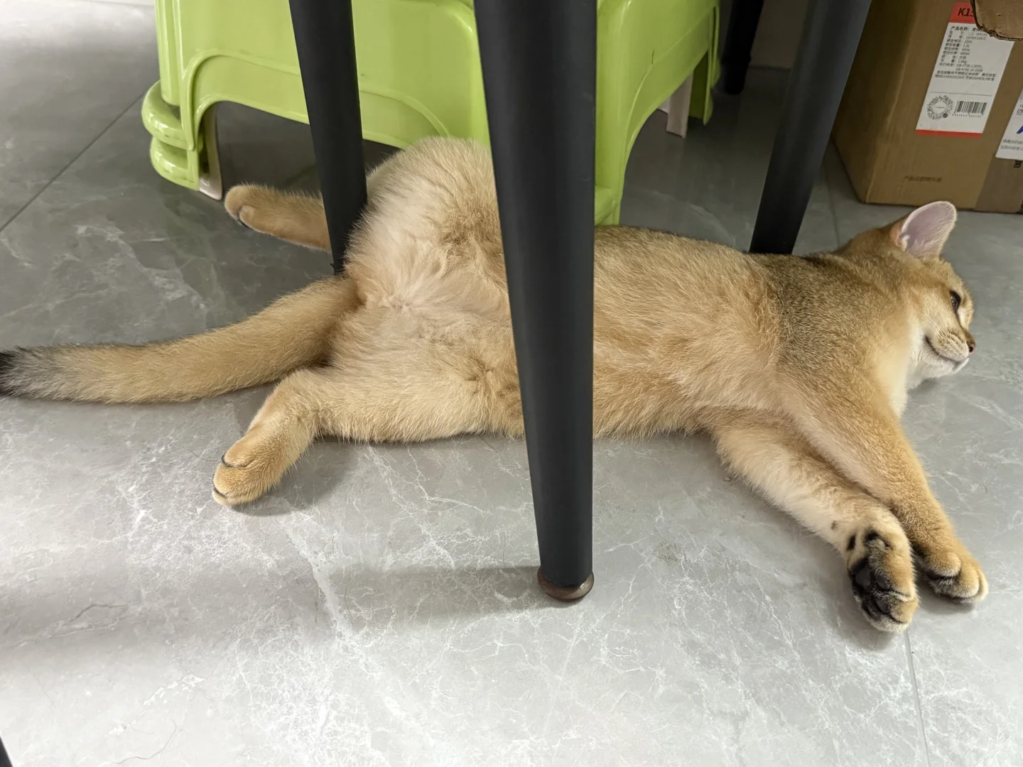 谁家好猫睡觉这么妖娆哦