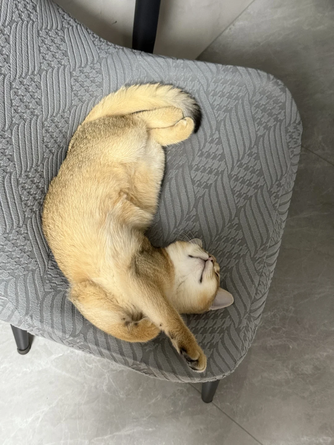 谁家好猫睡觉这么妖娆哦