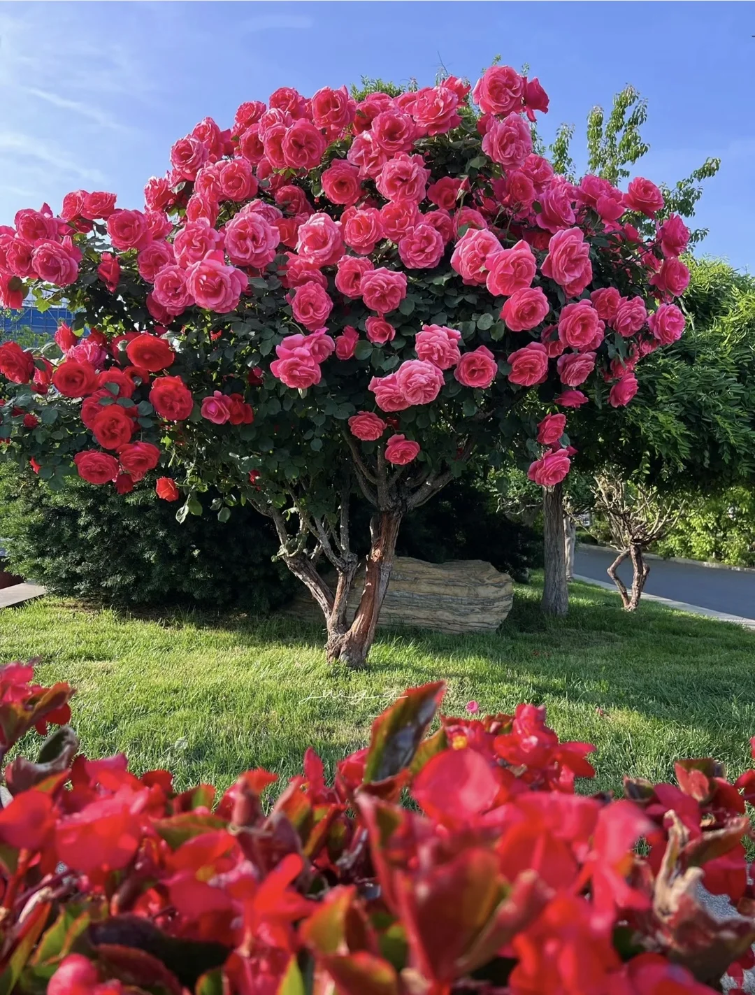 把画面写具体：月季花开得多热闹呀