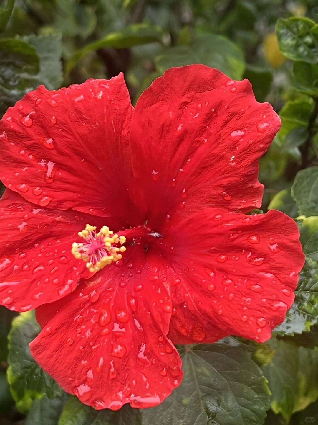 谁懂娇艳欲滴具像化🌹惊鸿一瞥美得我心颤😍