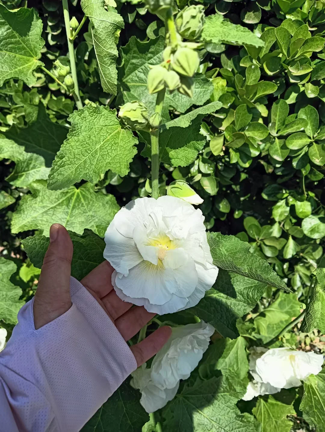 虽败犹荣😎，依然娇艳美丽，雍容华贵