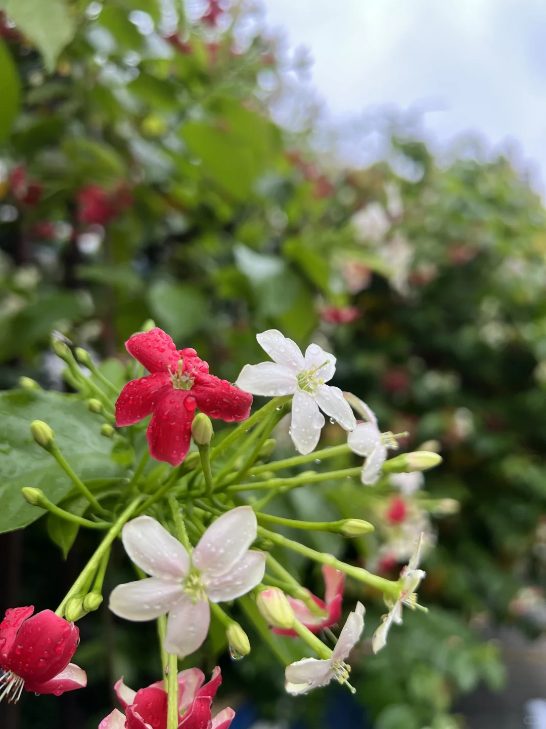 谁懂娇艳欲滴具像化🌹惊鸿一瞥美得我心颤😍