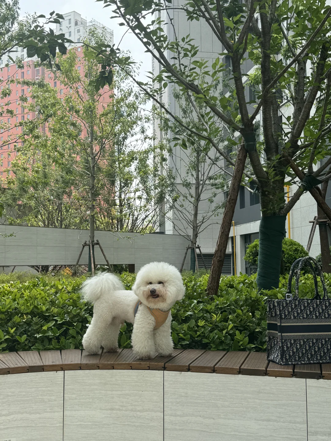 新家的第三阶段业主开放日🏡🌳💐🪻🌷🌼🌸🌺