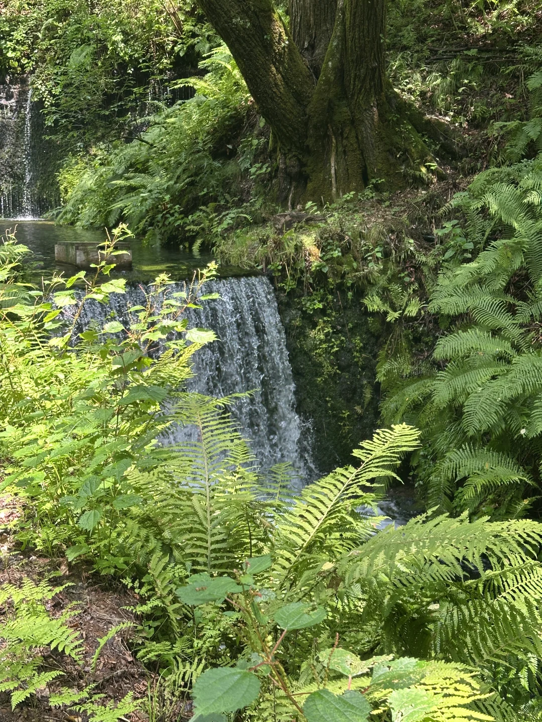 📍轻井泽の白丝瀑布