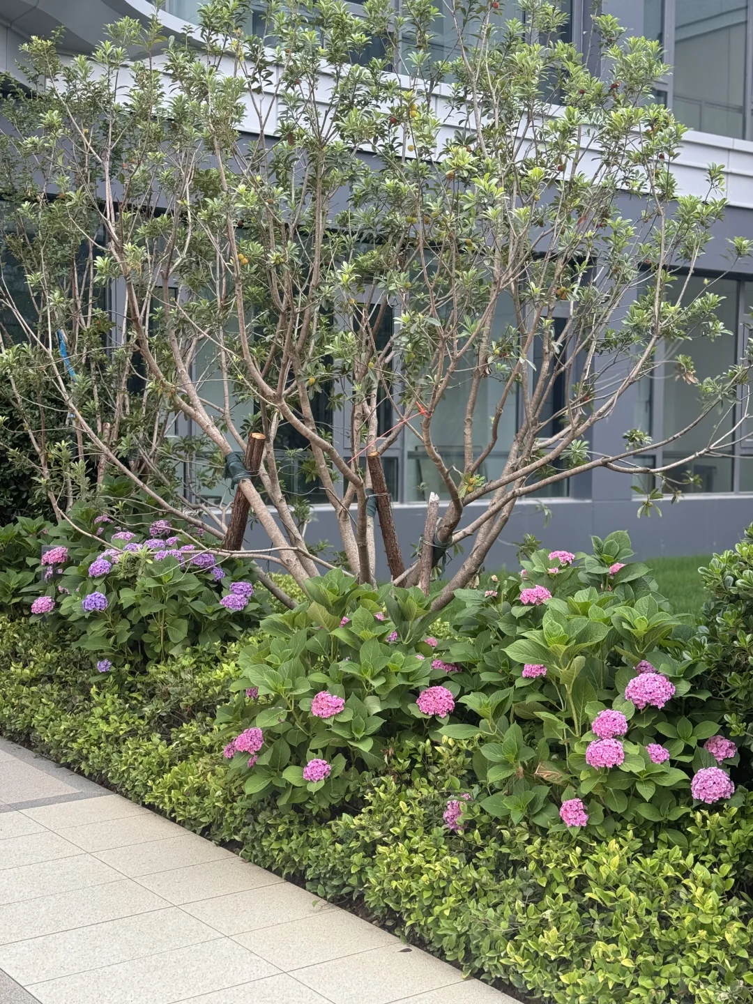 新家的第三阶段业主开放日🏡🌳💐🪻🌷🌼🌸🌺