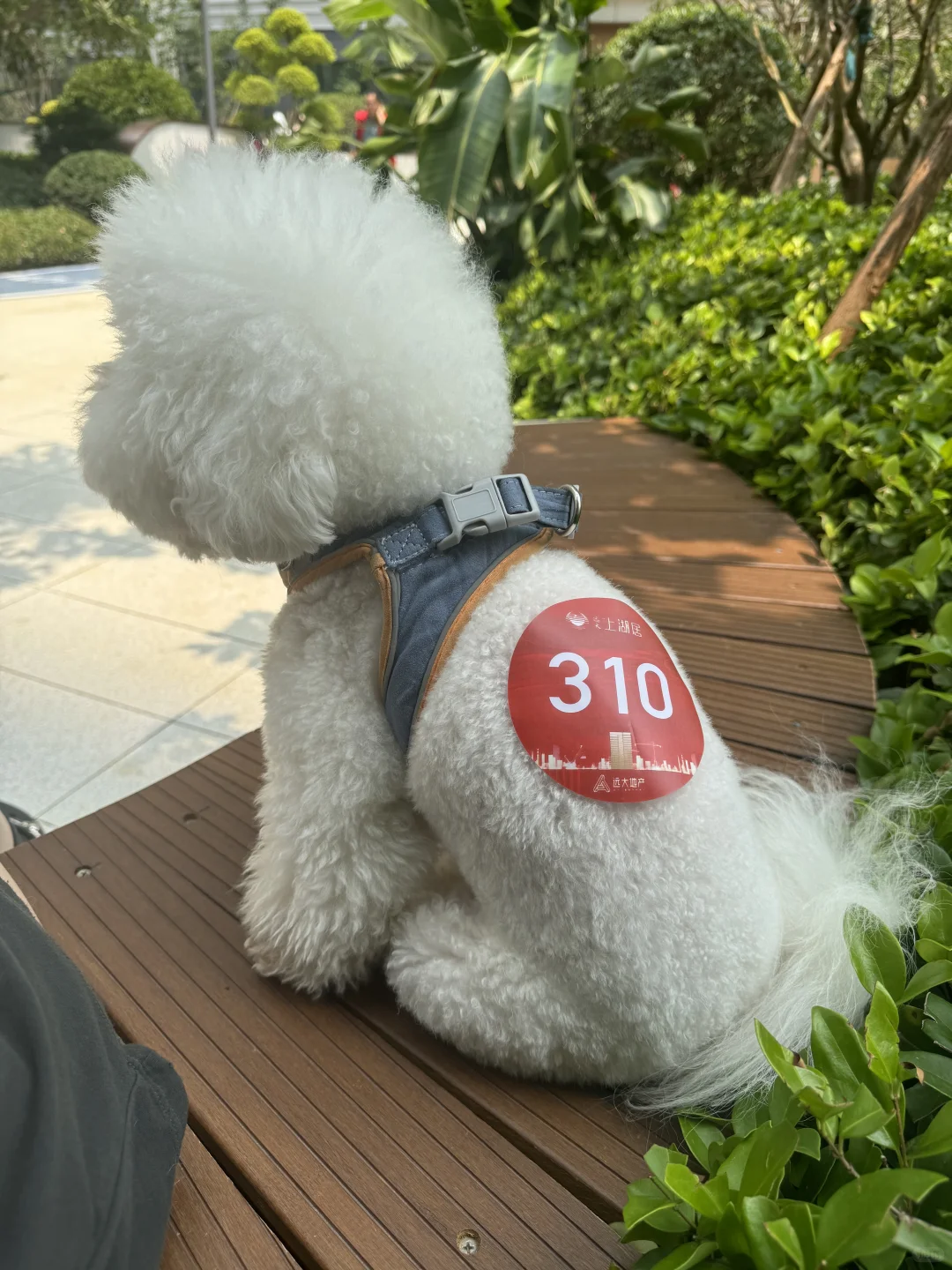 新家的第三阶段业主开放日🏡🌳💐🪻🌷🌼🌸🌺