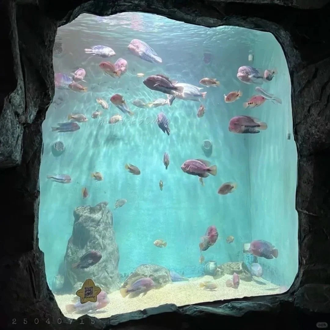 𝙒𝙚𝘾𝙝𝙖𝙩 / 女头➕背景图🐟