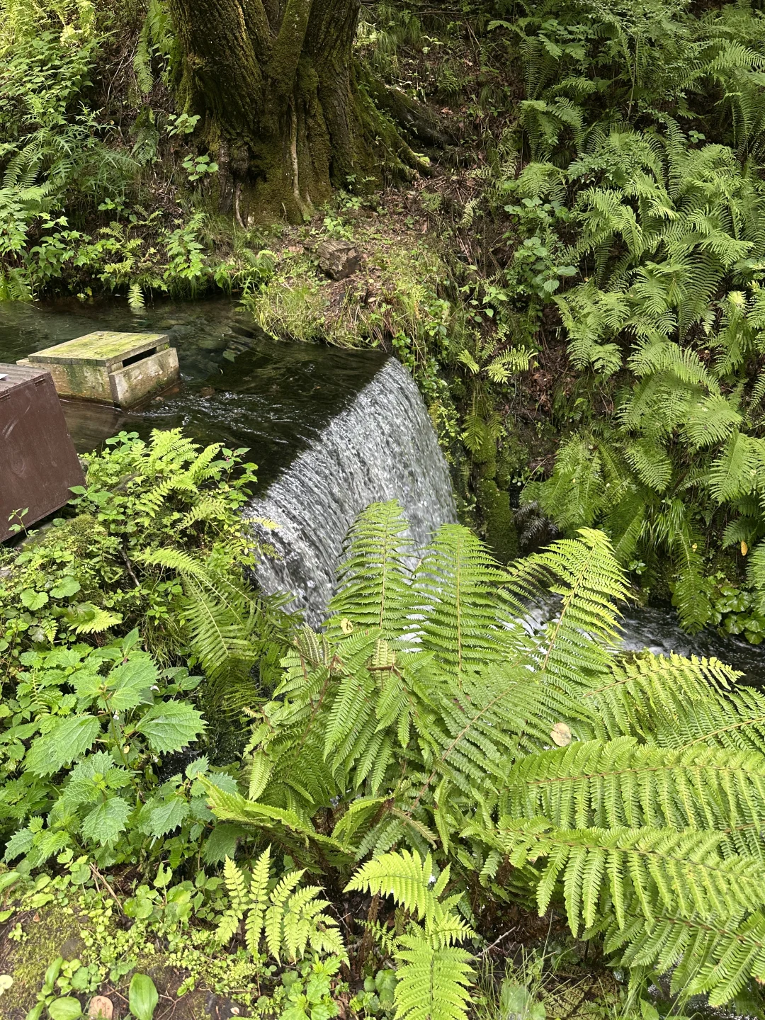 📍轻井泽の白丝瀑布