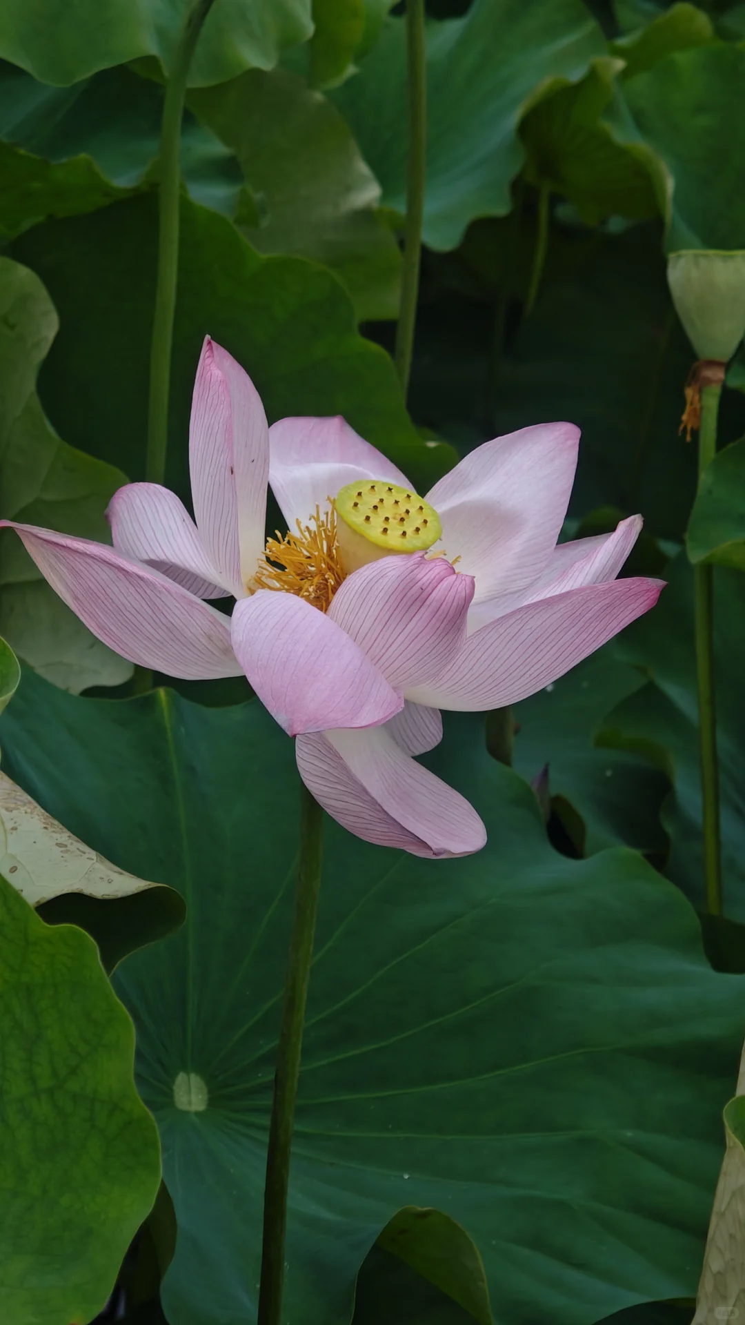 荷花比人美娇艳绚烂……
