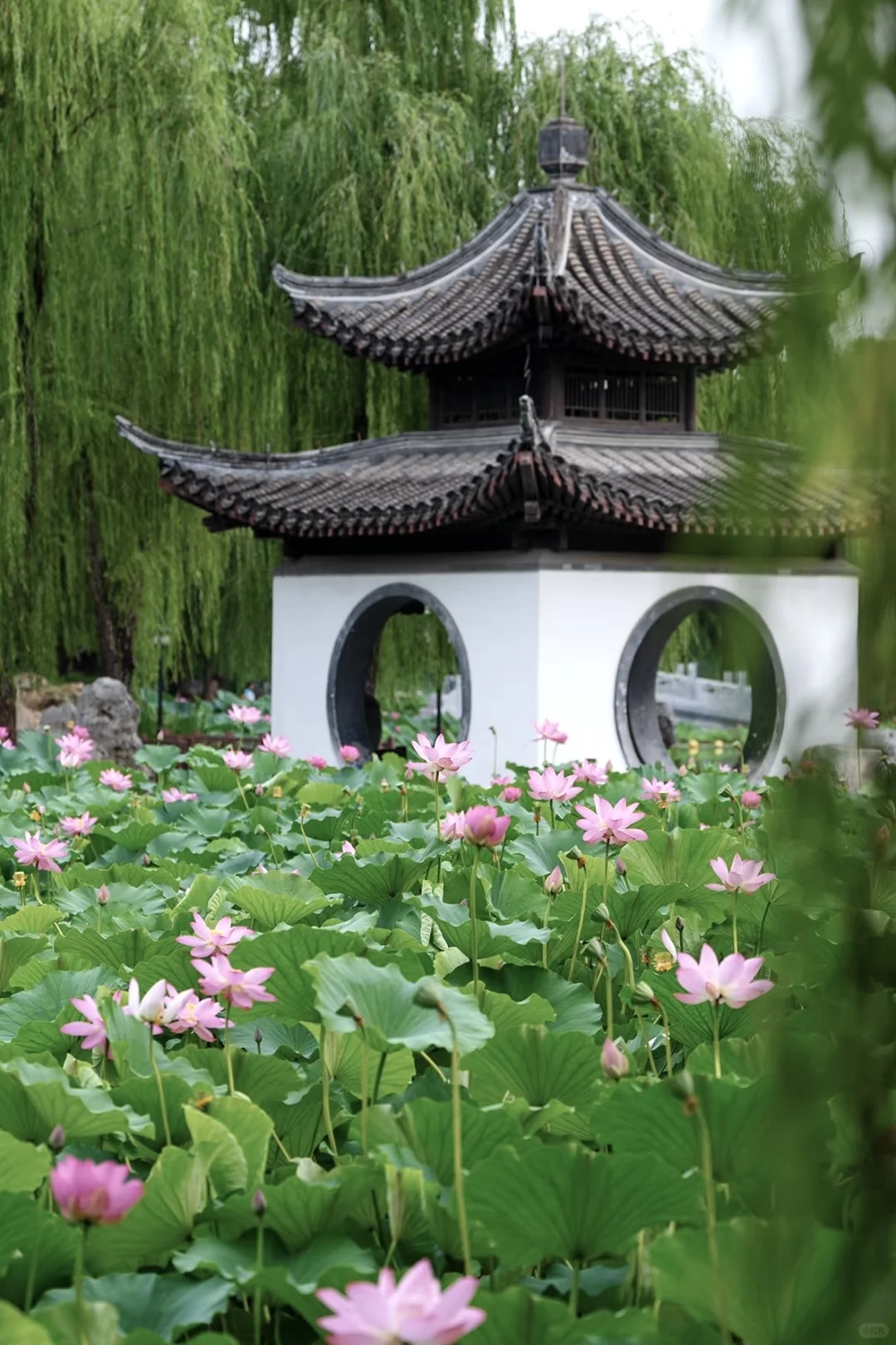 夏荷田田 恍若江南🪷
