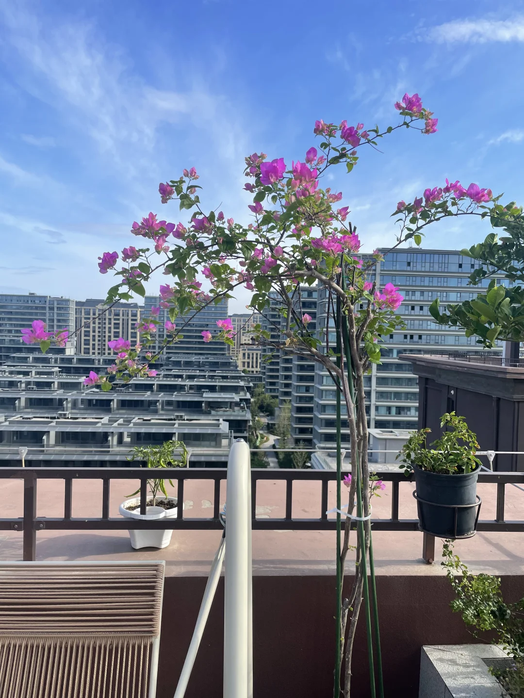 炎热的夏日三角梅魅惑迎来了第一次爆花