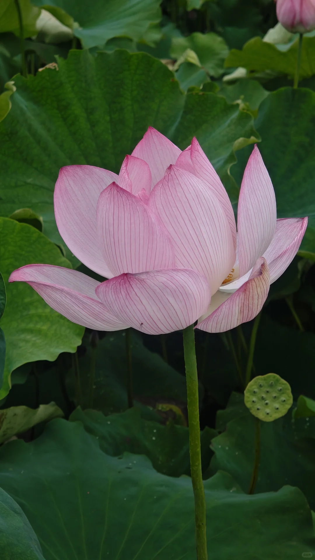 荷花比人美娇艳绚烂……