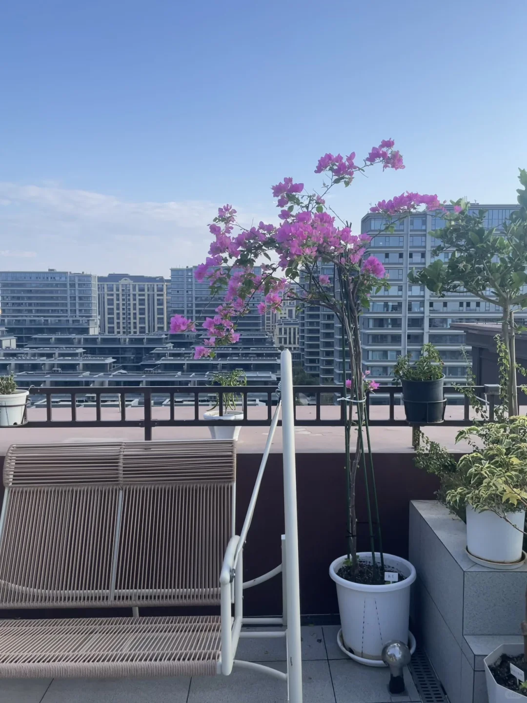 炎热的夏日三角梅魅惑迎来了第一次爆花