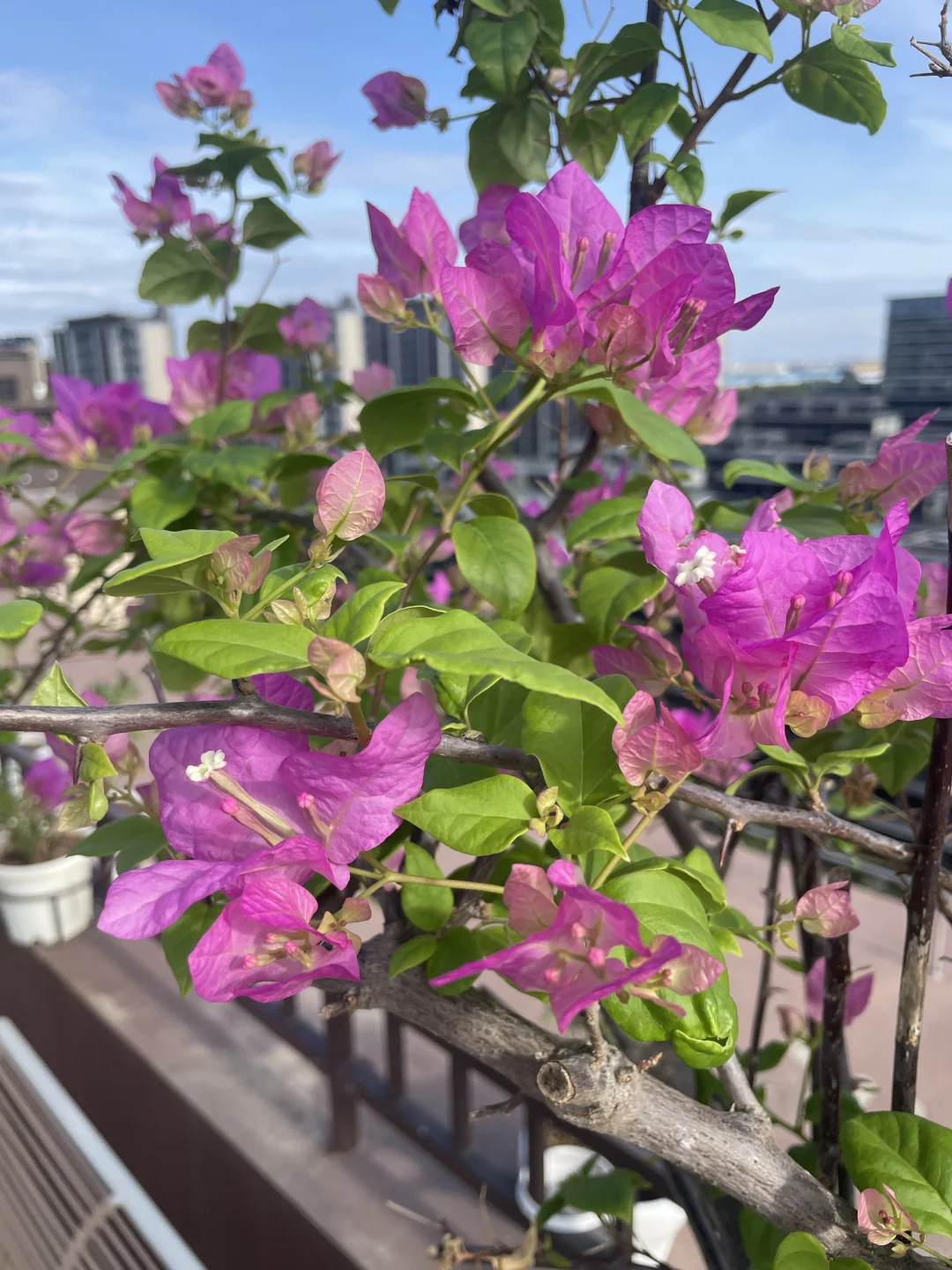 炎热的夏日三角梅魅惑迎来了第一次爆花