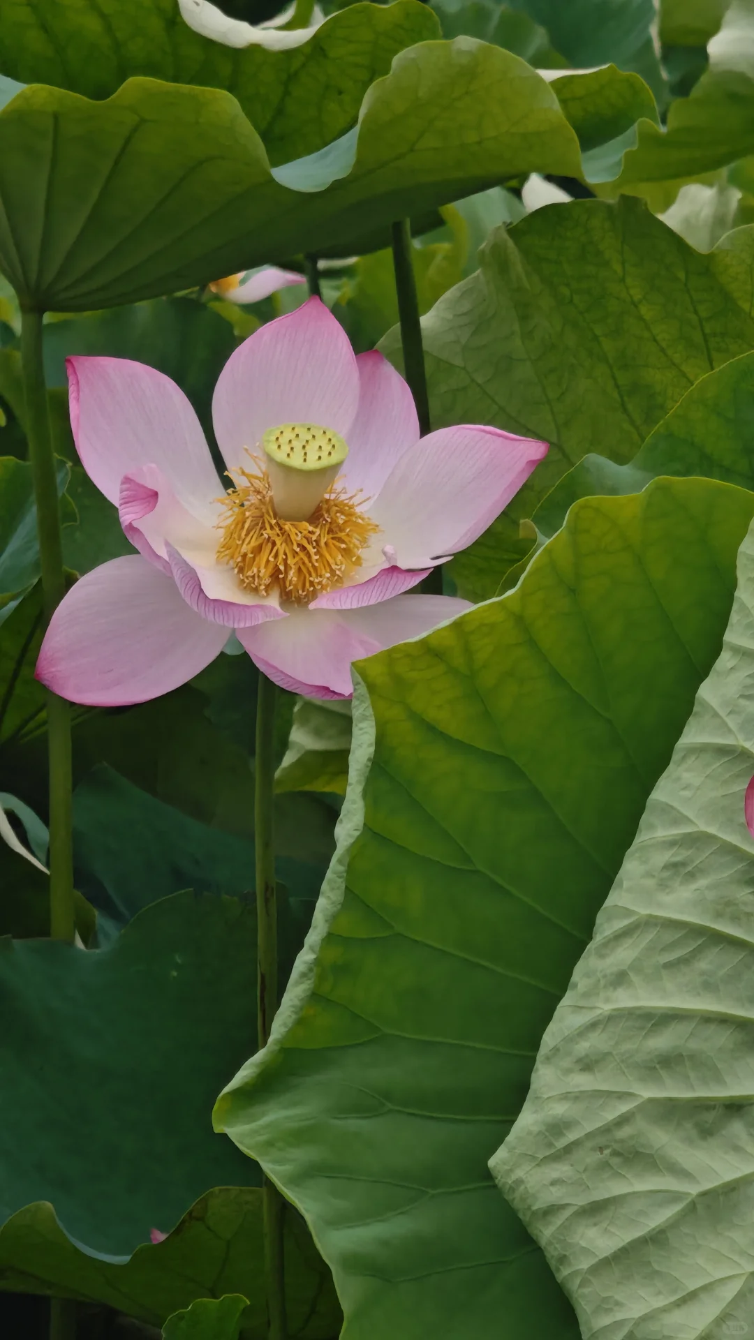 荷花比人美娇艳绚烂……