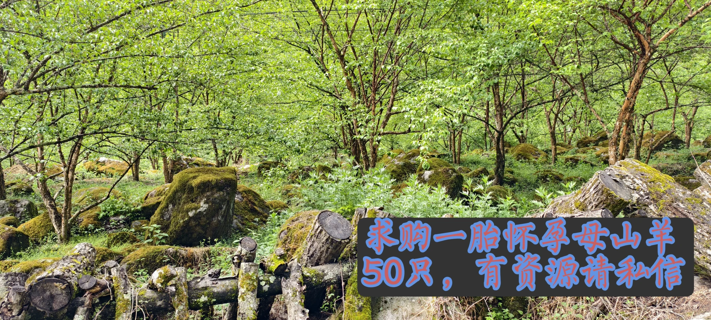 奶山羊求购