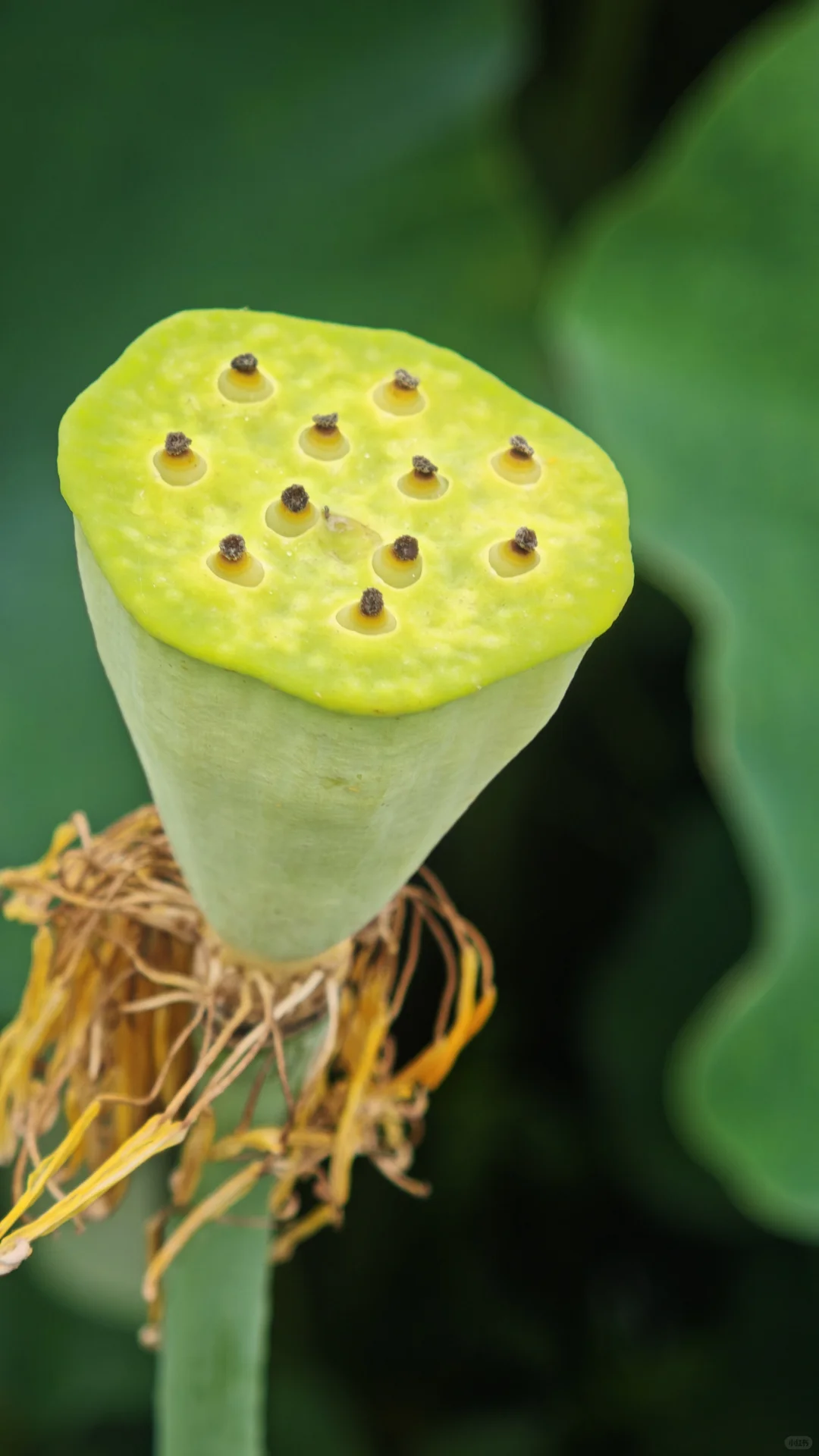 荷花比人美娇艳绚烂……