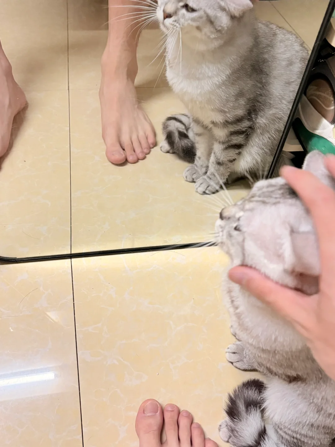 它魅惑我