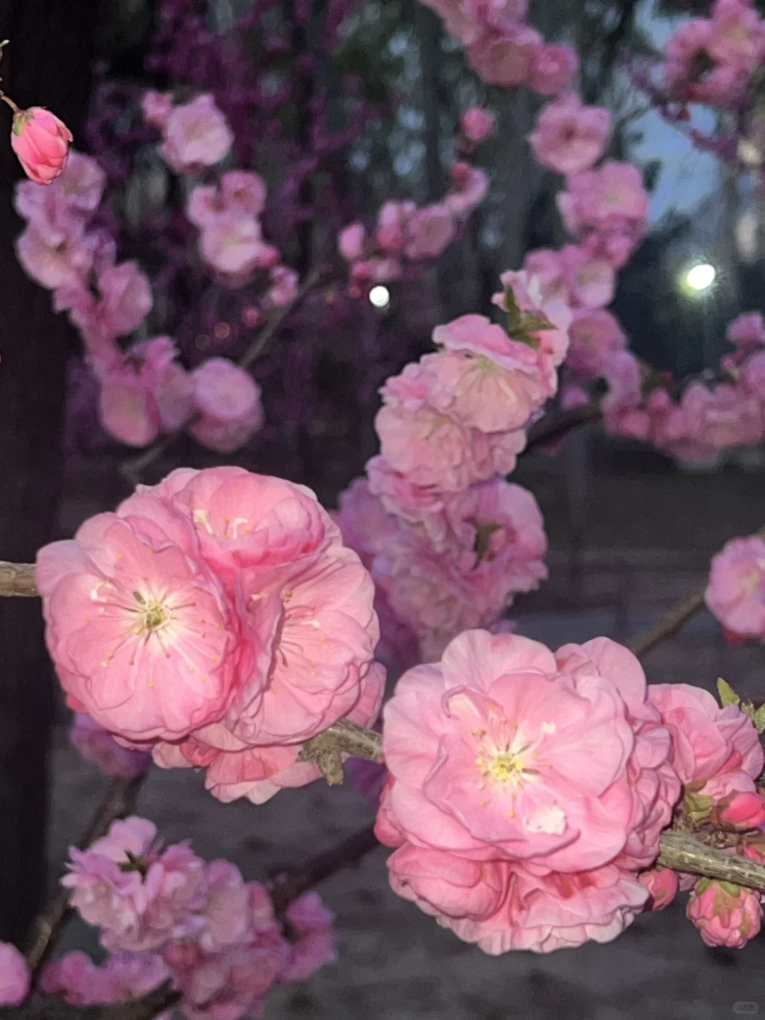 红红美人脸 淡淡枝上头