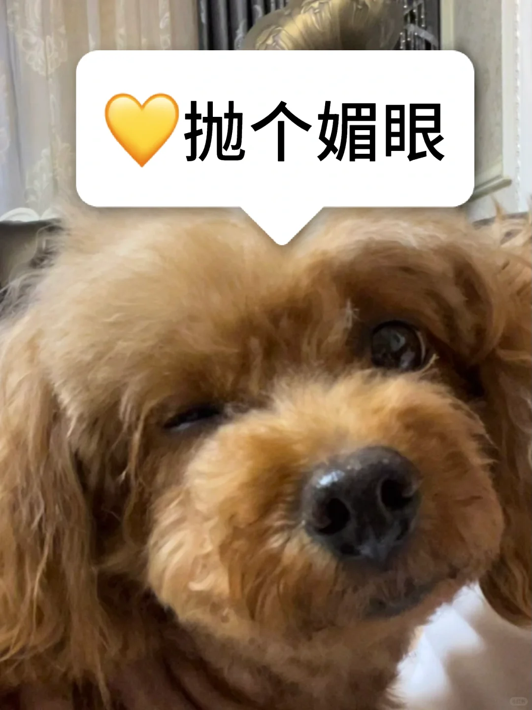 姨姨们看！我的媚眼抛的厉害不～