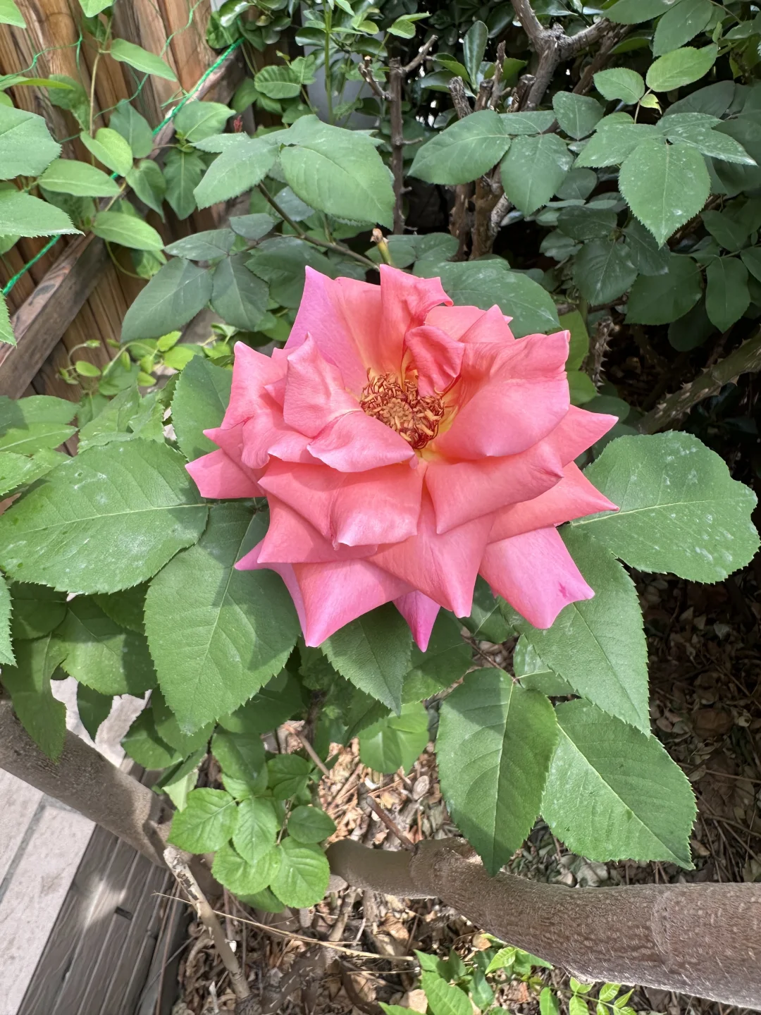 浓妆艳裹，花枝招展，鲜花怒放