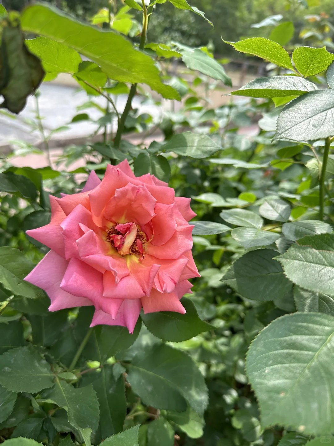 浓妆艳裹，花枝招展，鲜花怒放