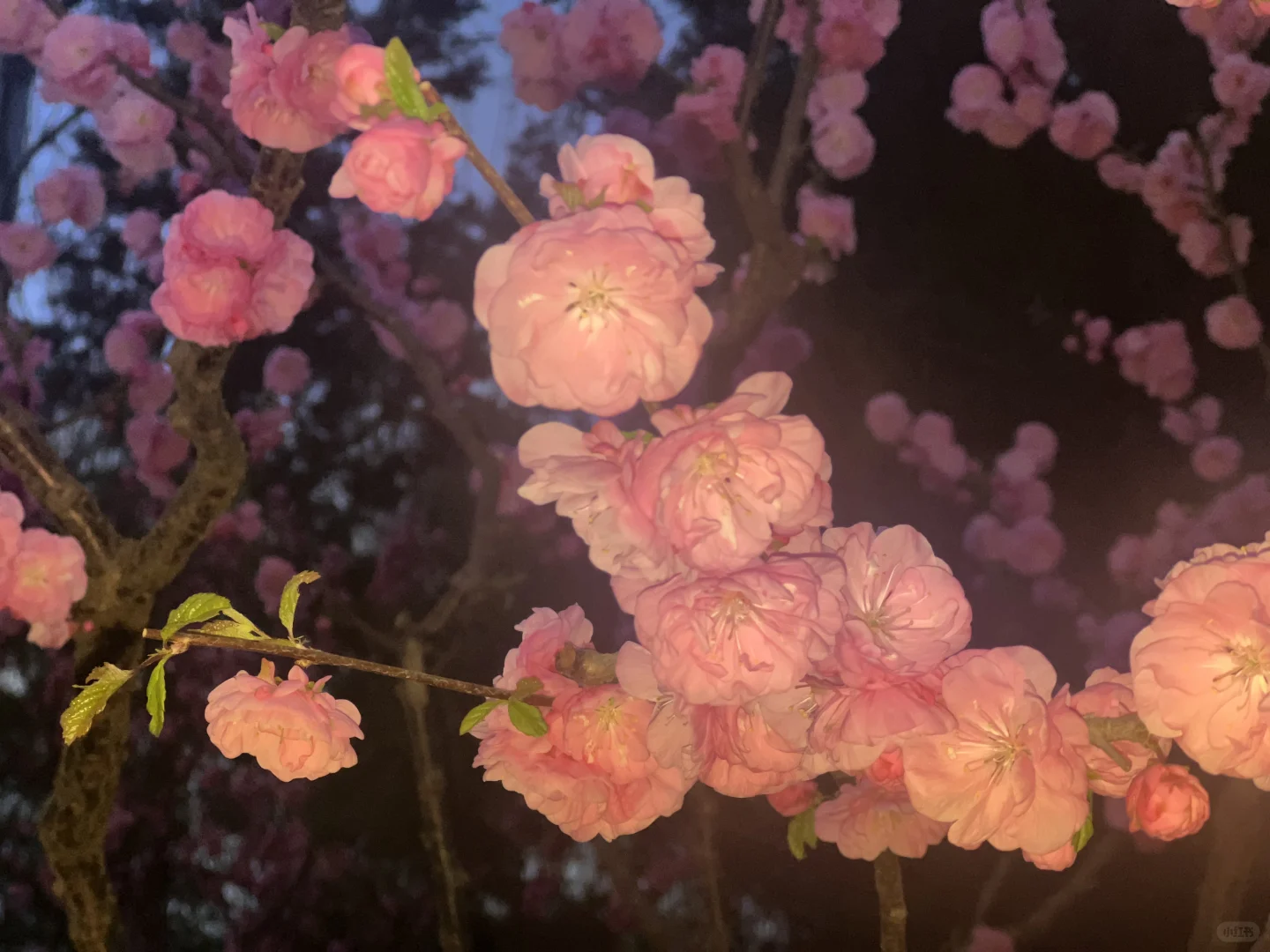 红红美人脸 淡淡枝上头