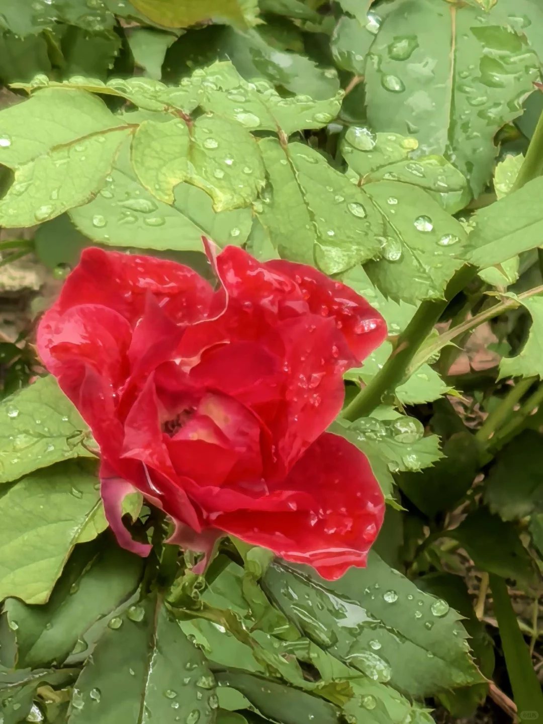 雨后的娇艳