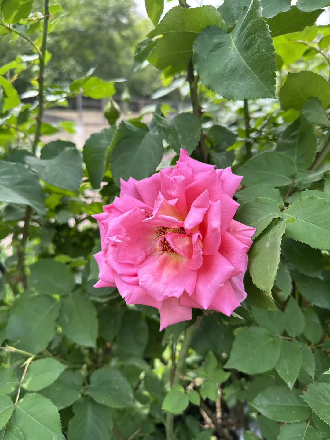 浓妆艳裹，花枝招展，鲜花怒放