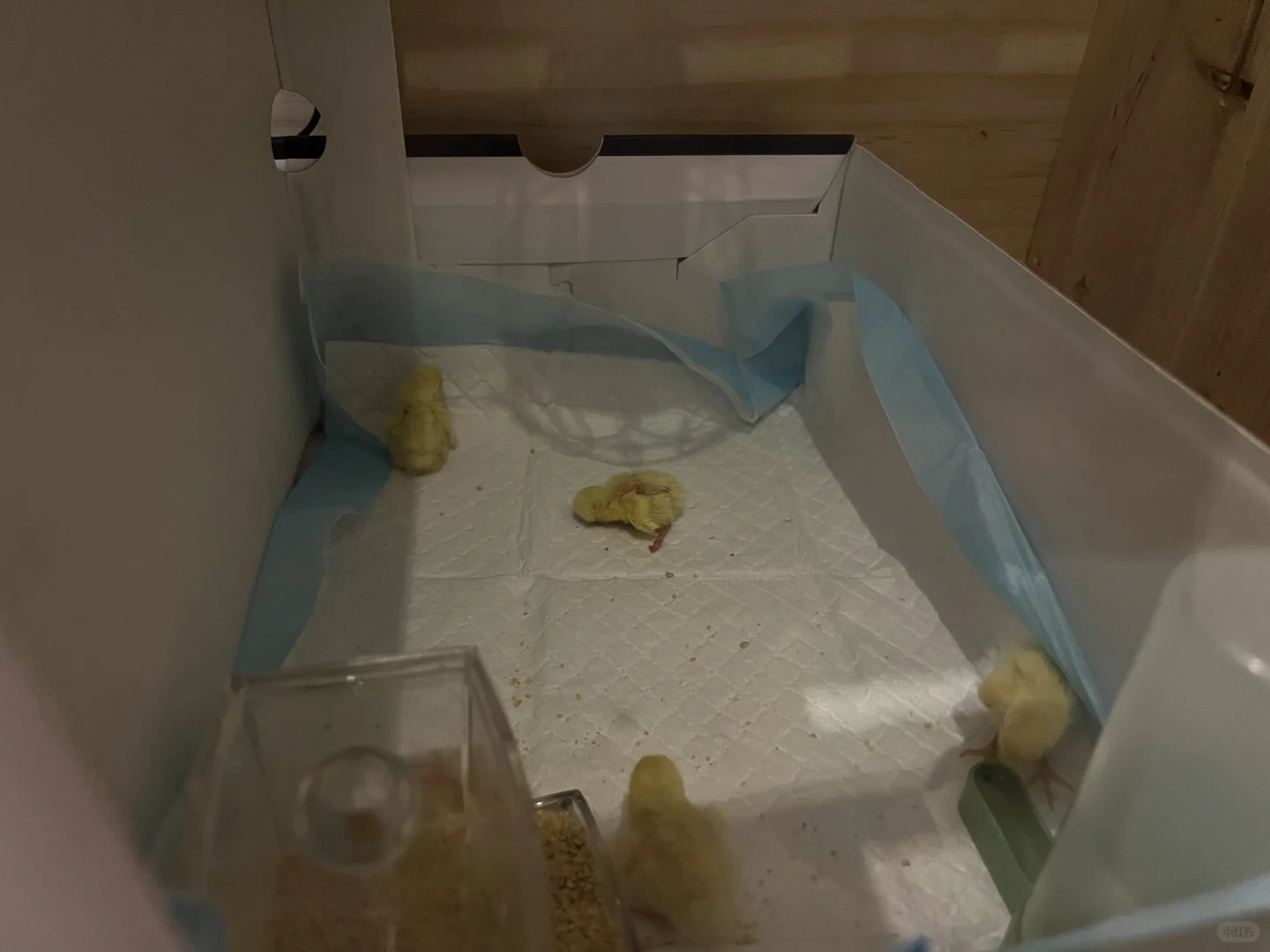 芦丁鸡送给朋友啦