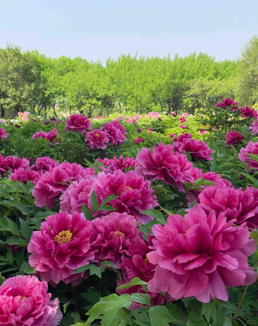 唯有牡丹真国色，花开时节动京城🌸