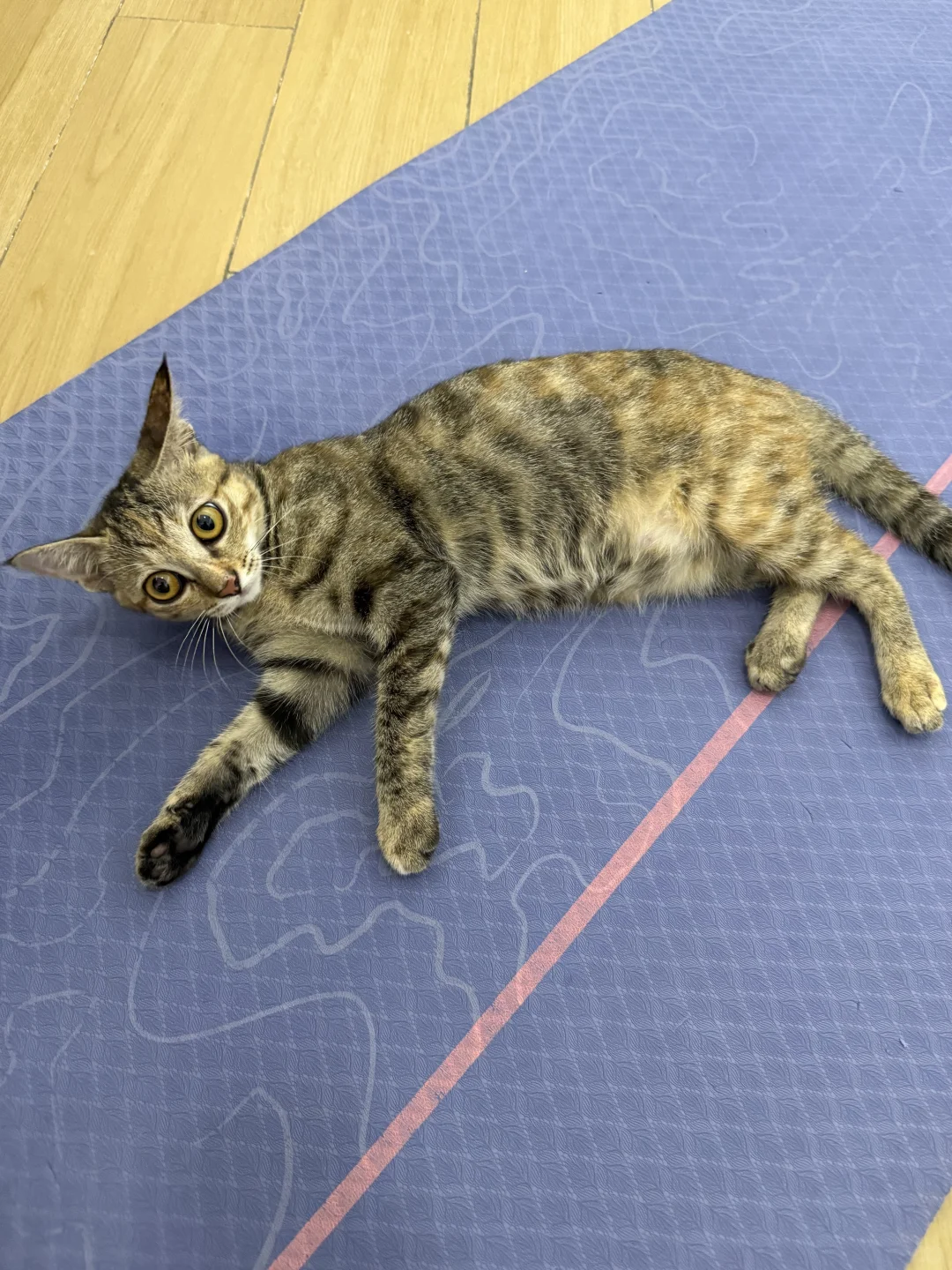 🐱是有点妩媚在身上的
