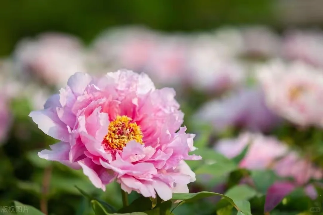 想看看你们相册里的花🌸