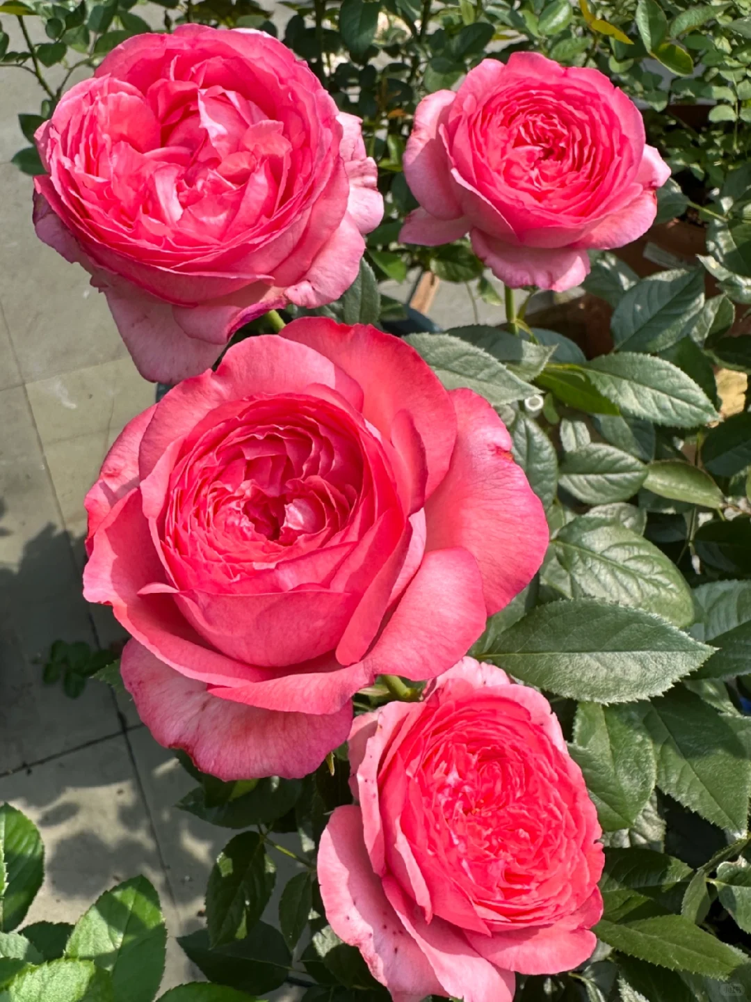 高温下的美人—伊芙妖艳