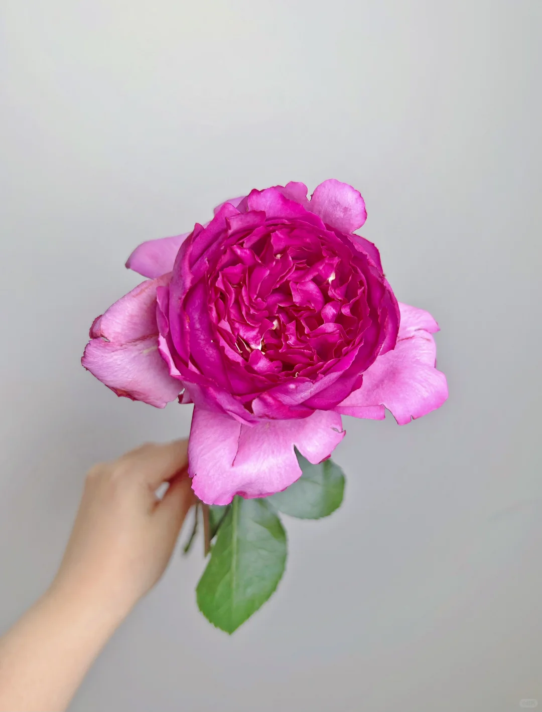 东篱-伊芙妖艳