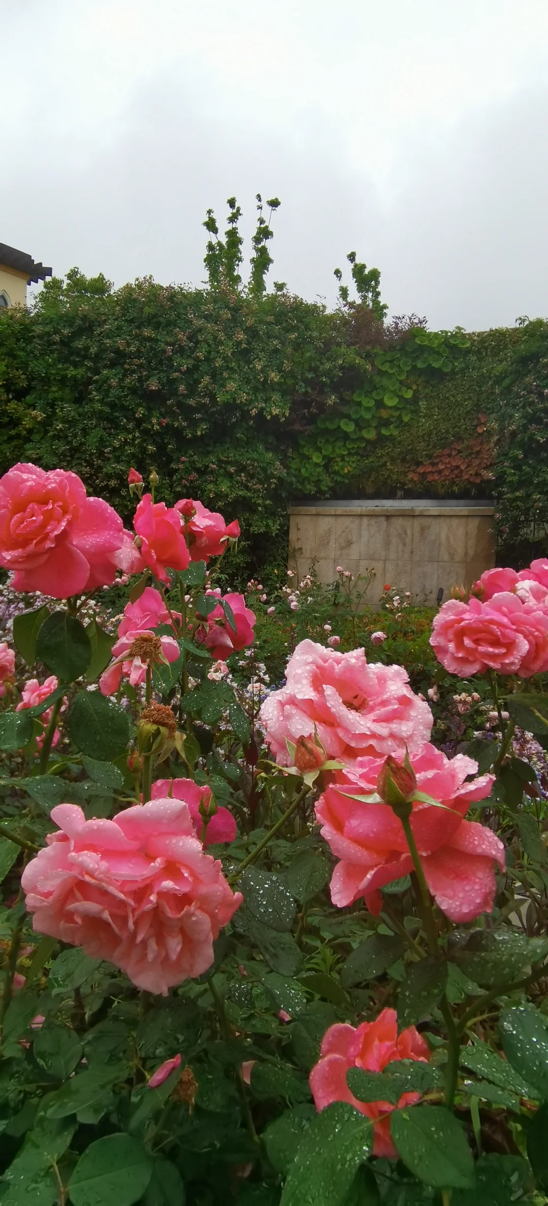 日常|花，娇艳欲滴