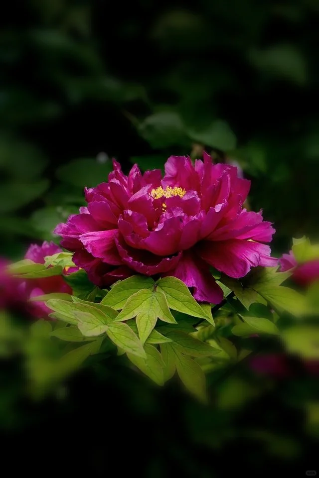 想看看你们相册里的花🌸