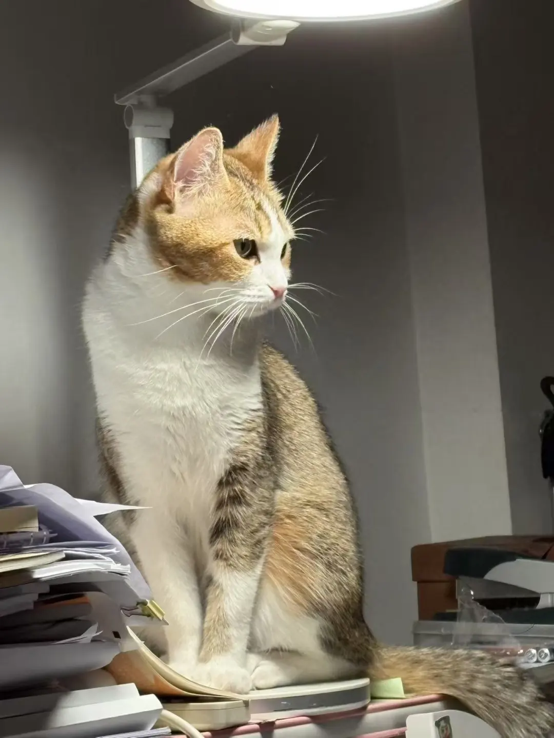哦呀呀～我那妩媚的小猫～