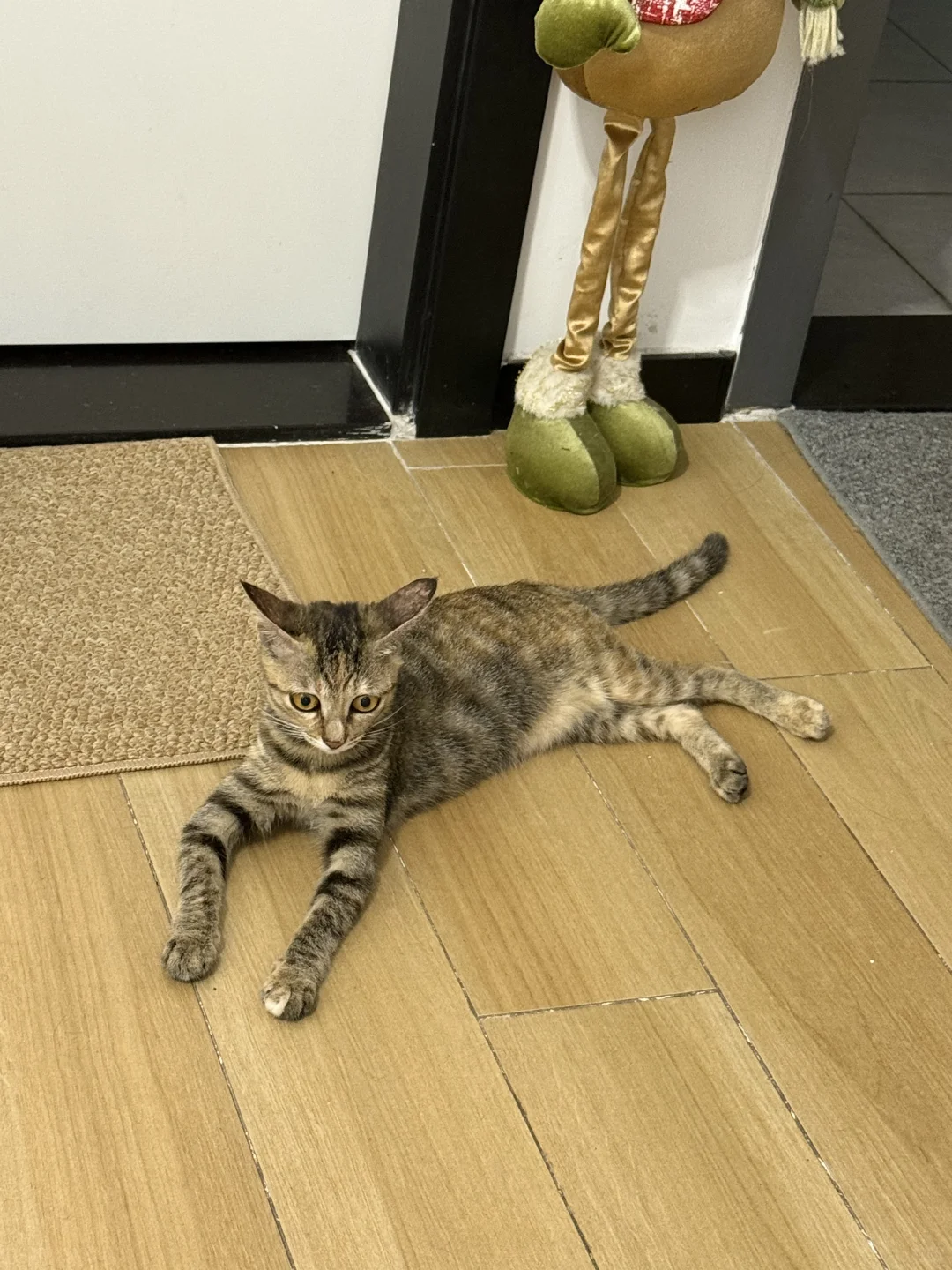 🐱是有点妩媚在身上的